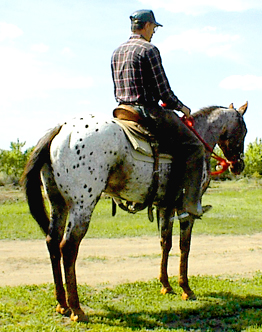 YOR High N Dry - Appaloosa Brood Mare